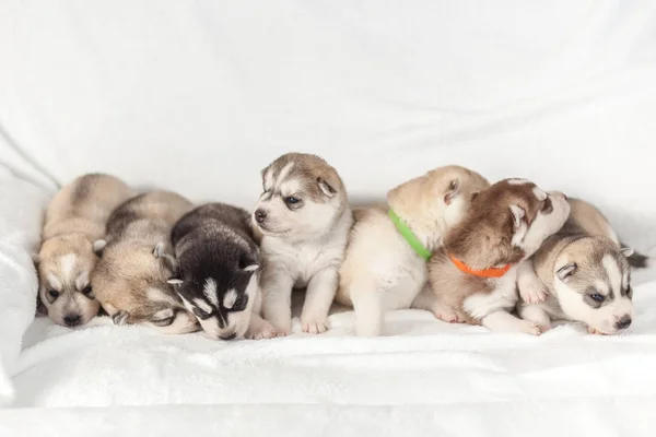 Playful siberian husky puppies 1 month — Stock Photo, Image