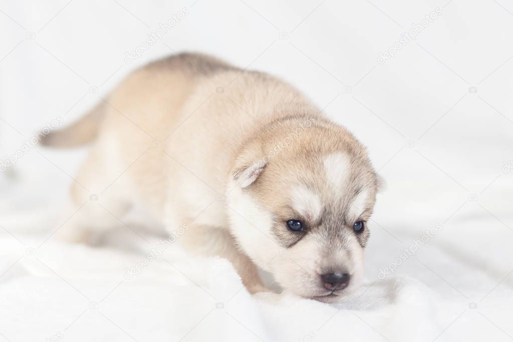 Siberian Husky puppy one month