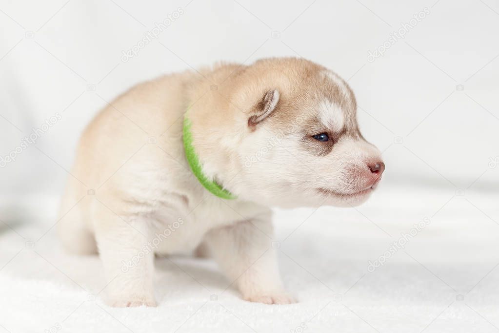 Siberian Husky puppy one month
