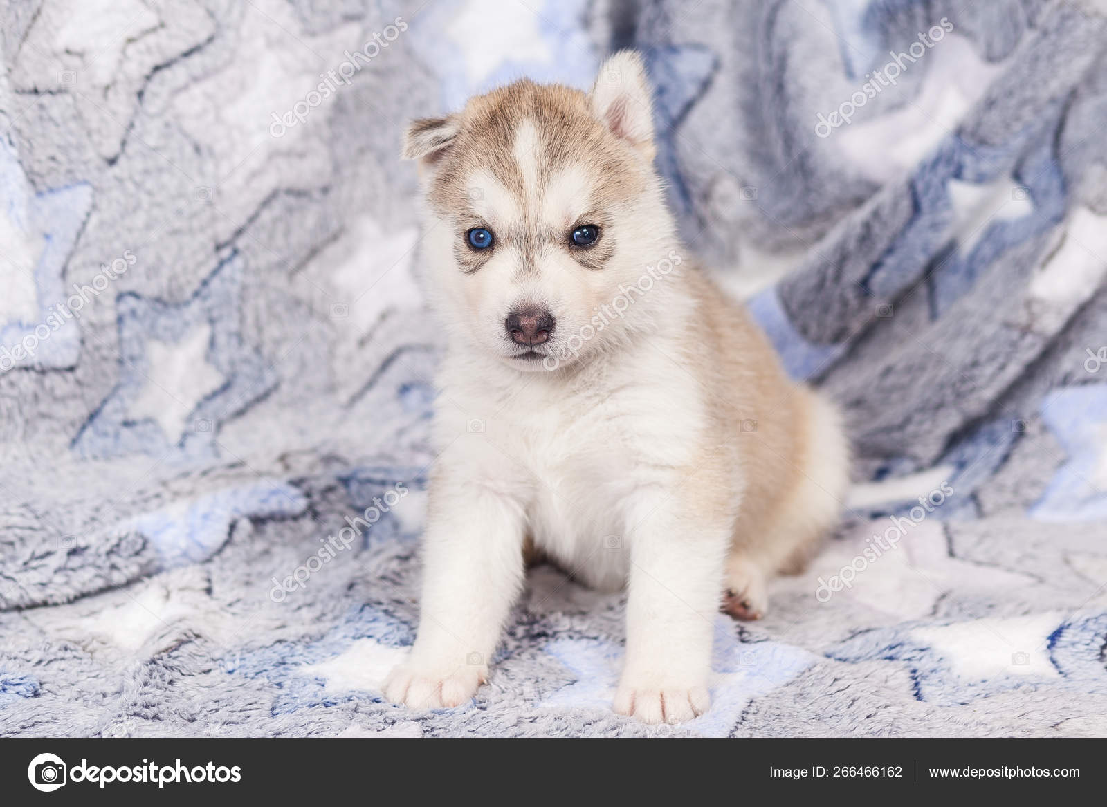 Alaskan Husky Grey Puppy 11+ Thousand Grey Husky Snow Royalty-Free