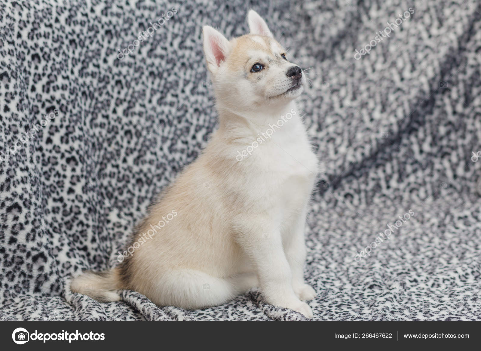 Siberian Husky puppies months old — Stock Photo © lobodaphoto