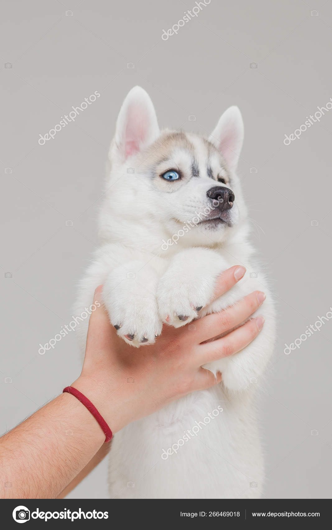 Alaskan Husky Months Husky Puppy Cute Siberian Husky Puppy Alone