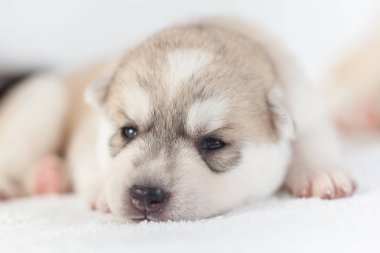 eğlenceli sibirya husky yavru 1 ay