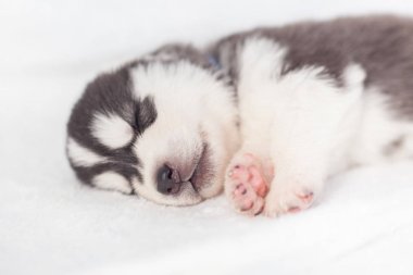 eğlenceli sibirya husky yavru 1 ay
