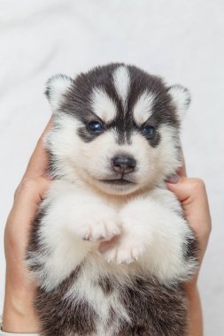 Güzel sibirya husky yavru yeni doğmuş