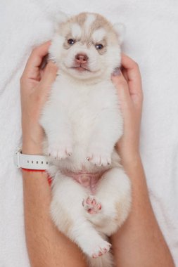 Güzel sibirya husky yavru yeni doğmuş