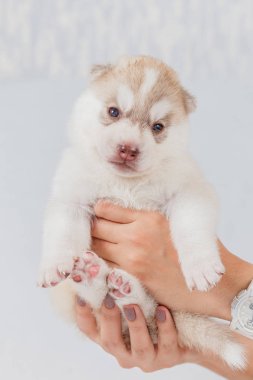 Sevimli Sibirya husky köpek güzel