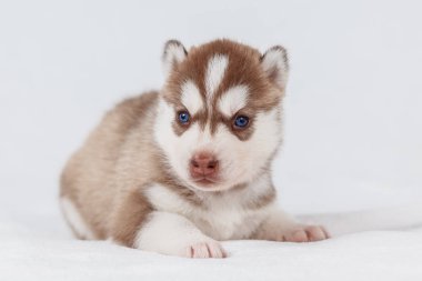 Sevimli Sibirya husky köpek güzel