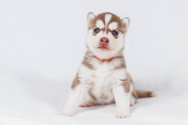 Sevimli Sibirya husky köpek güzel