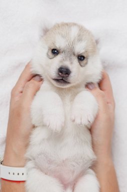 Güzel sibirya husky yavru yeni doğmuş
