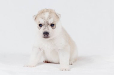 Güzel sibirya husky yavru yeni doğmuş