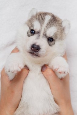 Güzel sibirya husky yavru yeni doğmuş