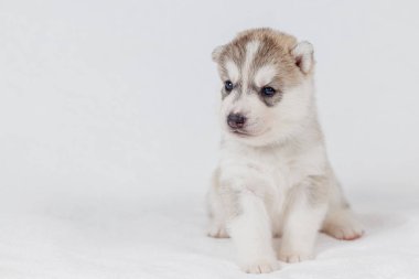 Sevimli Sibirya husky köpek güzel