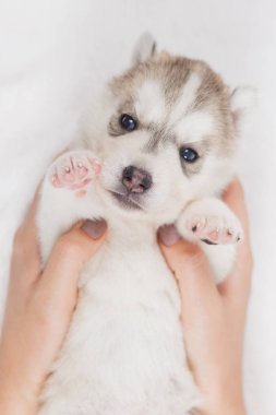 Güzel sibirya husky yavru yeni doğmuş