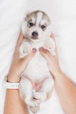 Güzel sibirya husky yavru yeni doğmuş