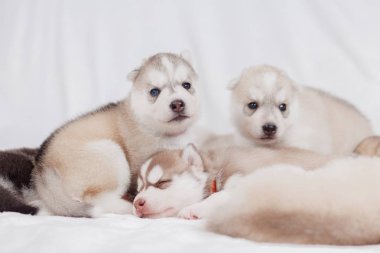 eğlenceli sibirya husky yavru 1 ay