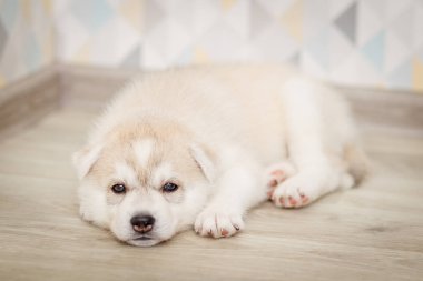 Güzel sibirya husky yavru yeni doğmuş