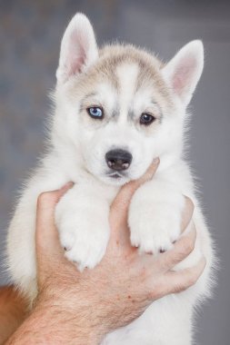 Sevimli Sibirya husky köpek güzel