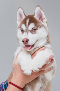 Sibirya Husky Köpek Yavrusu 2 aylık