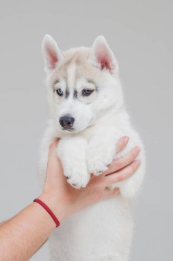 Sibirya Husky Köpek Yavrusu 2 aylık