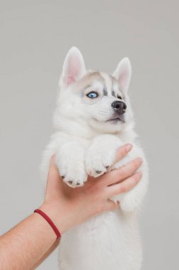 sevimli Sibirya Husky Köpek yavrusu yalnız