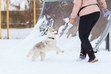 eğlenceli sibirya husky yavru 1 ay