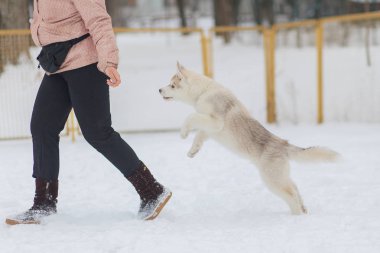 kar kışın sibirya husky