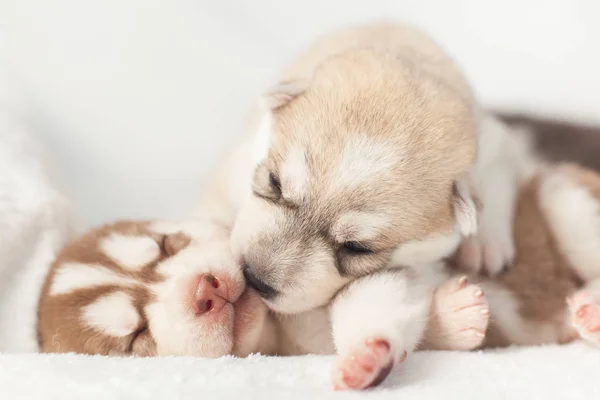 Belos filhotes de cachorro husky siberiano recém-nascido — Fotografia de Stock
