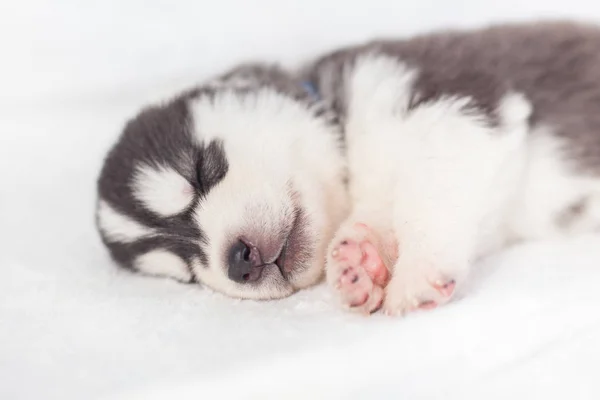 Lekfull Siberian husky valpar 1 månad — Stockfoto