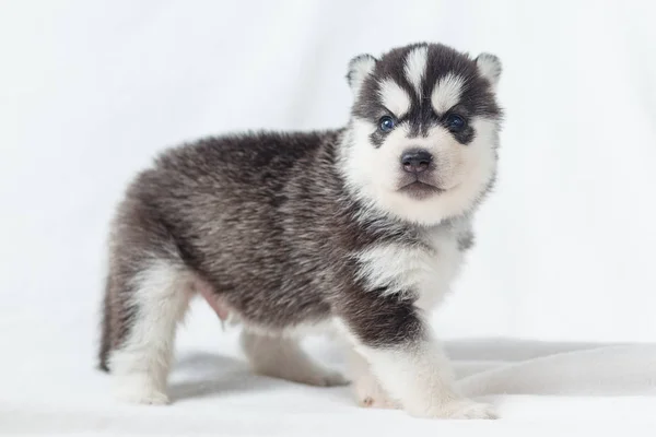 Playful siberian husky puppies 1 month — Stock Photo, Image