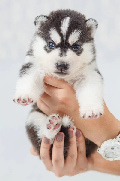 Hermosos cachorros husky siberianos recién nacidos — Foto de Stock