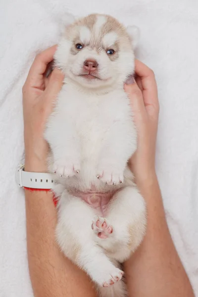 Hermosos cachorros husky siberianos recién nacidos —  Fotos de Stock