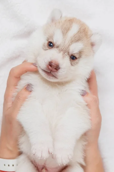 可爱的西伯利亚哈斯基小狗美丽 — 图库照片