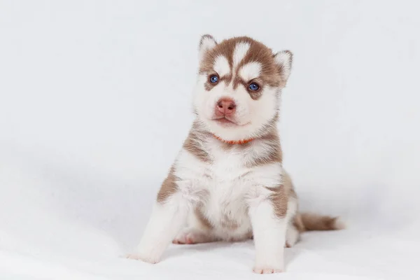 귀여운 시베리아 허스키 강아지 아름다운 — 스톡 사진