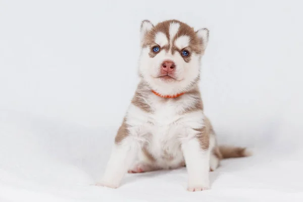 Cute Siberian husky puppy beautiful — Stock Photo, Image