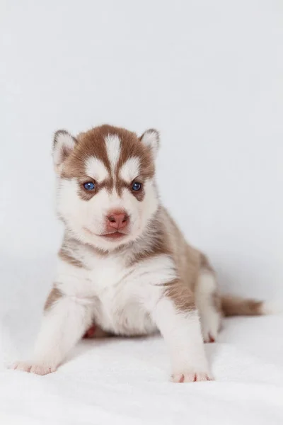 Hermosos cachorros husky siberianos recién nacidos — Foto de Stock
