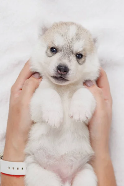 Hermosos cachorros husky siberianos recién nacidos —  Fotos de Stock