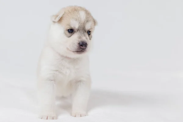 Lindo siberiano husky cachorro hermosa — Foto de Stock