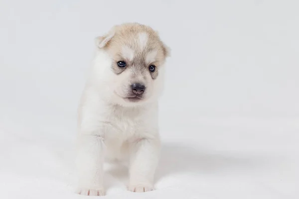 Beautiful siberian husky puppies new born — Stock Photo, Image