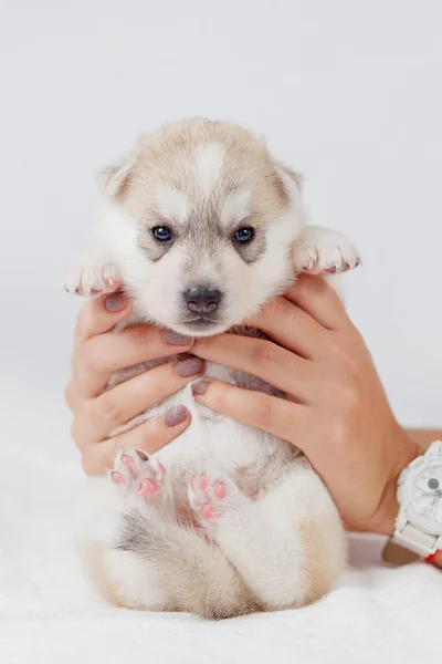 かわいいシベリアハスキー子犬美しい — ストック写真