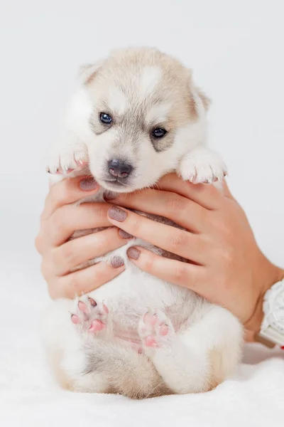 可爱的西伯利亚哈斯基小狗美丽 — 图库照片
