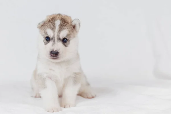 Cute Siberian husky puppy beautiful — Stock Photo, Image