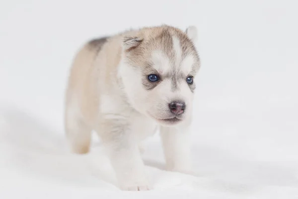 Güzel sibirya husky yavru yeni doğmuş — Stok fotoğraf