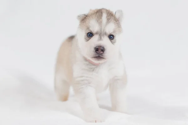 Bonito siberiano husky filhote bonito — Fotografia de Stock