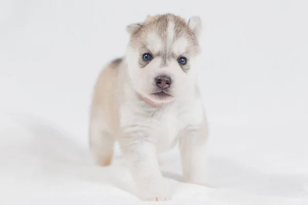 Lindo siberiano husky cachorro hermosa — Foto de Stock