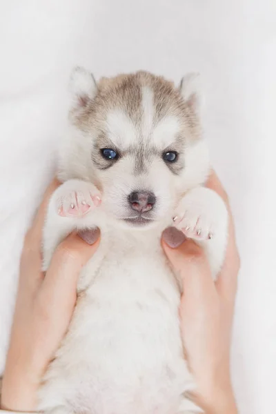 Siberian Husky puppies 2 months old — Stock Photo, Image