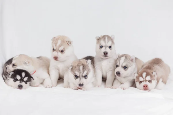 Siberian Husky cachorros 2 meses de edad —  Fotos de Stock
