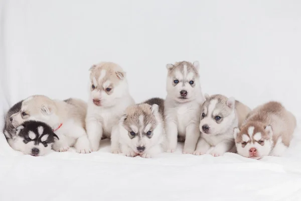 Siberian husky valpar 2 månader gammal — Stockfoto