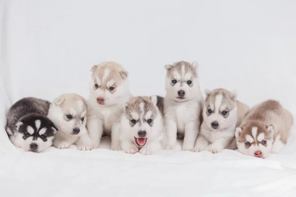 Söt Siberian Husky valp vacker — Stockfoto