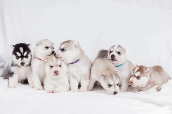 Siberian husky valpar 2 månader gammal — Stockfoto